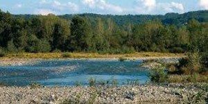 Analisi dei macroinvertebrati bentonici negli ambienti fluviali