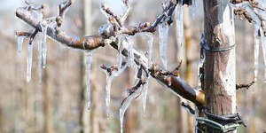 Riattivato il servizio di previsioni gelate tardive per l'agricoltura