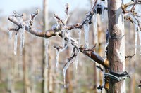 Riattivato il servizio di previsioni gelate tardive per l'agricoltura