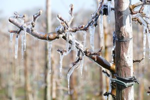 Riattivato il servizio di previsioni gelate tardive per l'agricoltura