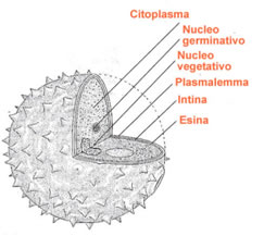 Struttura granulo pollinico